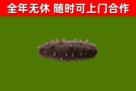 岳阳烟酒回收干海参.jpg